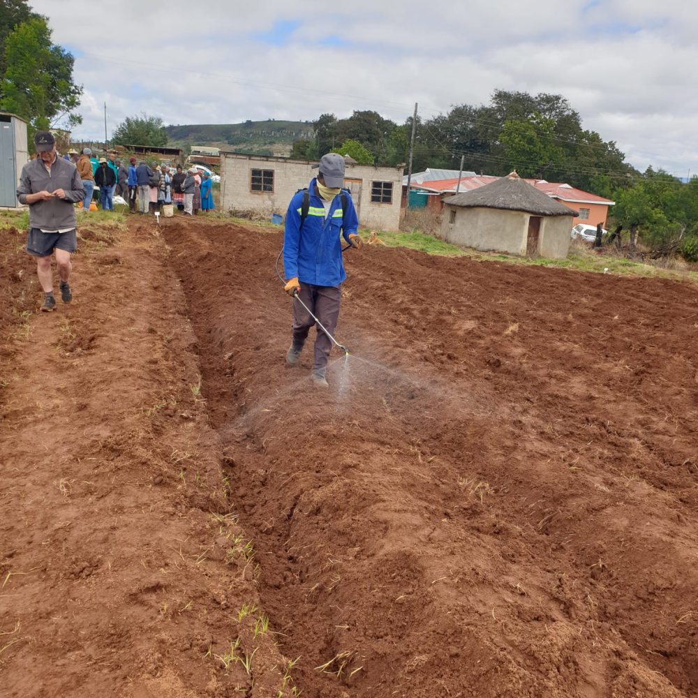 Potato Nation | Small grower programme