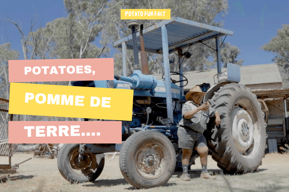 Big Text How to Youtube Thumbnail (1500 x 1000 px) Potato Nation | Potato Fun Fact